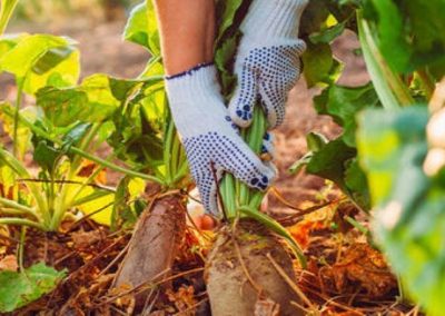 Biocoop est née les pieds dans la terre