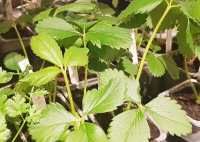 Qui dit printemps dit semis et plantations !